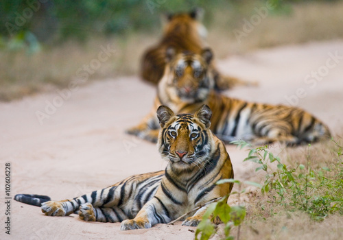 Fototapeta Naklejka Na Ścianę i Meble -  Group of wild tigers on the road. India. Bandhavgarh National Park. Madhya Pradesh. An excellent illustration.