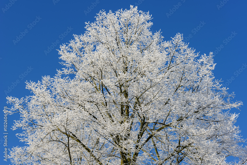 Schneebedeckter Baum in der Wintersonne