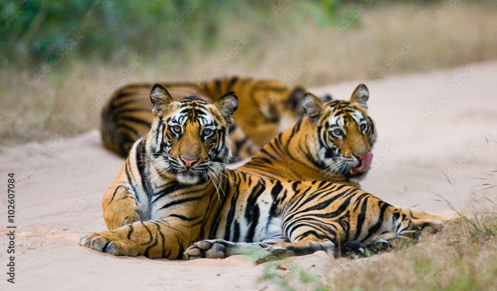 Fototapeta premium Group of wild tigers on the road. India. Bandhavgarh National Park. Madhya Pradesh. An excellent illustration.