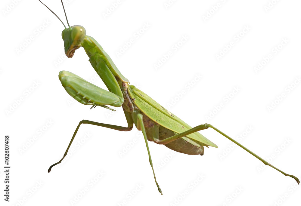 the big Mantis the big Mantis