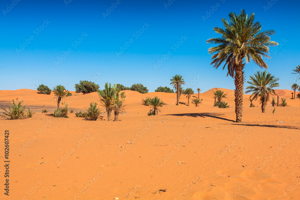 Sand Dunes of Erg Chebbi int he Sahara Desert, Morocco