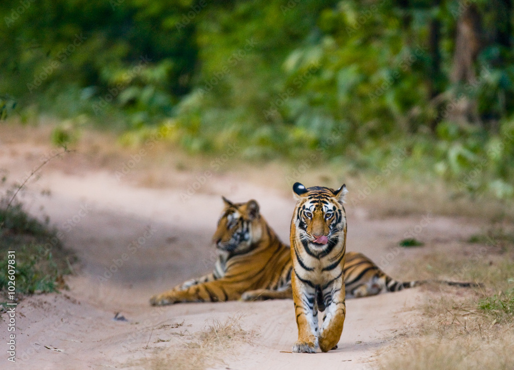 Fototapeta premium Two wild tiger on the road. India. Bandhavgarh National Park. Madhya Pradesh. An excellent illustration.