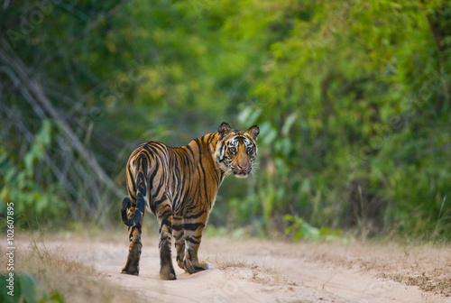 Fototapeta Naklejka Na Ścianę i Meble -  Wild Bengal tiger standing on the road in the jungle. India. Bandhavgarh National Park. Madhya Pradesh. An excellent illustration.