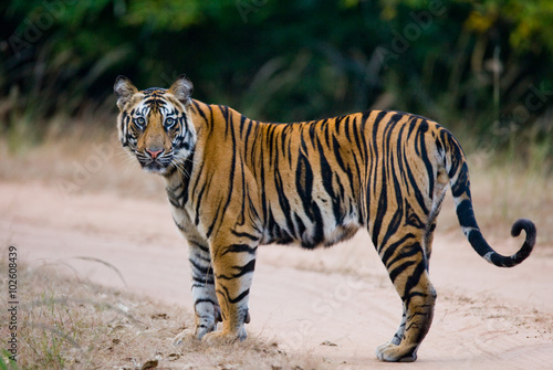 Fototapeta Naklejka Na Ścianę i Meble -  Wild Bengal tiger standing on the road in the jungle. India. Bandhavgarh National Park. Madhya Pradesh. An excellent illustration.