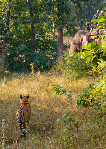 Fototapeta Naklejka Na Ścianę i Meble -  Wild tiger in the jungle. India. Bandhavgarh National Park. Madhya Pradesh. An excellent illustration.