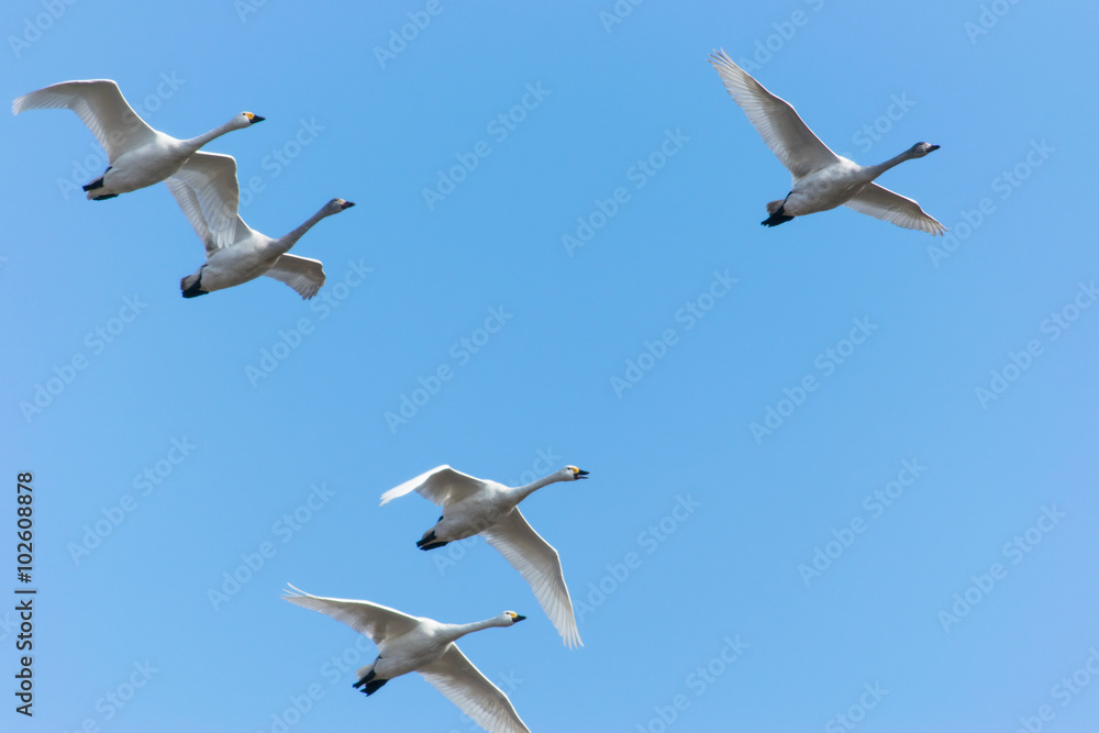 Fototapeta premium 飛ぶ白鳥
