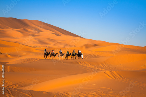 Camel caravan going through the sand dunes in the Sahara Desert, photo