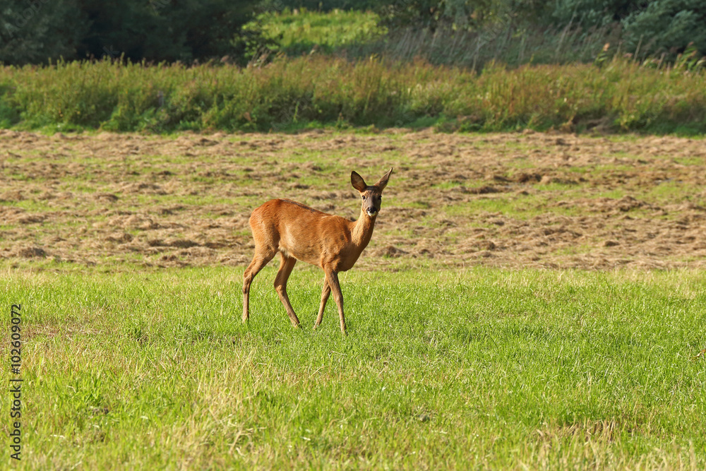 Naklejka premium Junges Reh