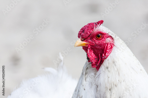 A portrait of a white rooster with a red head and yellow beak on an isolated background. 