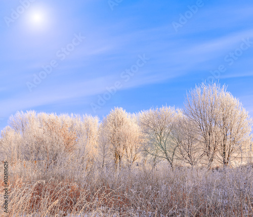 frost covered tree tops on a background of blue sky
