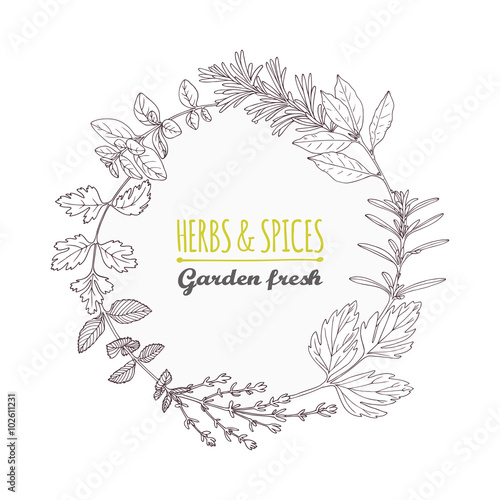 Round frame with hand drawn herbs and spices. Outline style background
