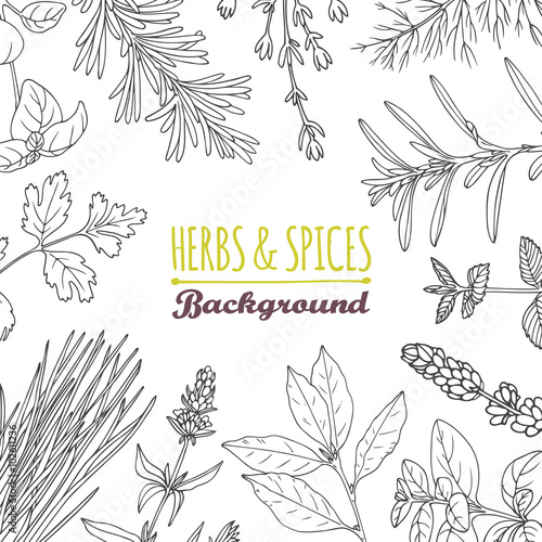 Hand drawn herbs and spices background. Culinary template
