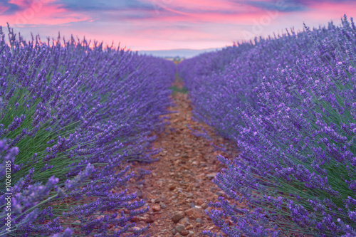 Beautiful colors of lavender field in Provence  Valensole