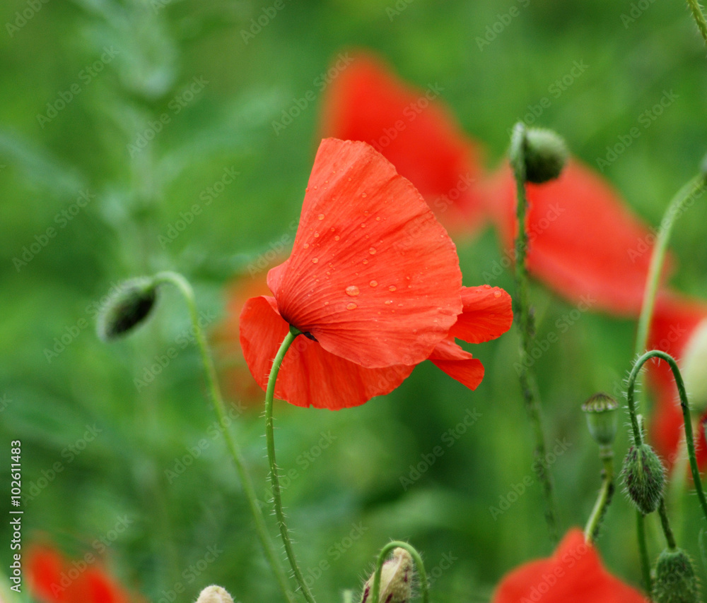 Obraz premium Poppy flower detail
