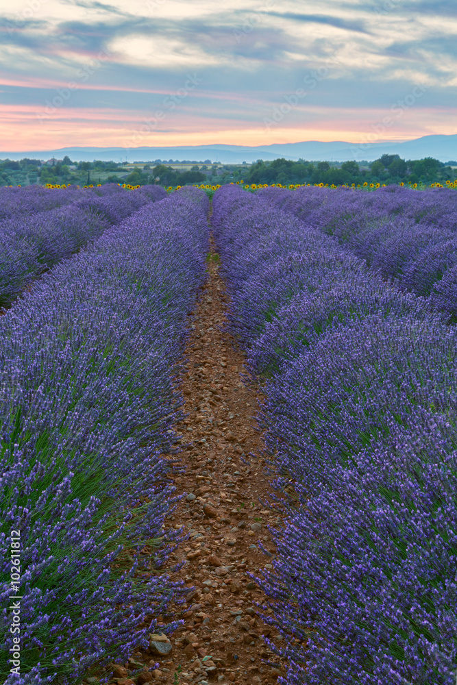 Obraz premium Beautiful colors of lavender field in Provence, Valensole