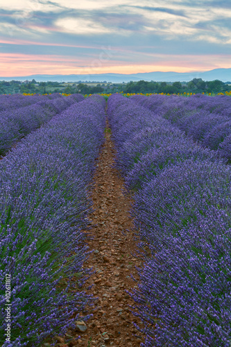 Beautiful colors of lavender field in Provence  Valensole