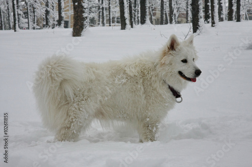 Dog posing in the snow
