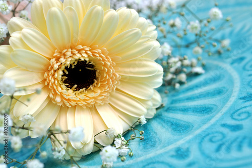 Zartgelbe Blume auf türkisem Hintergrund