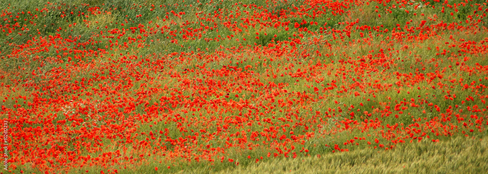 Poppys Poppys