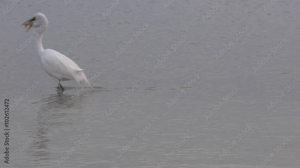 Egret with fish walking out of the frame steady