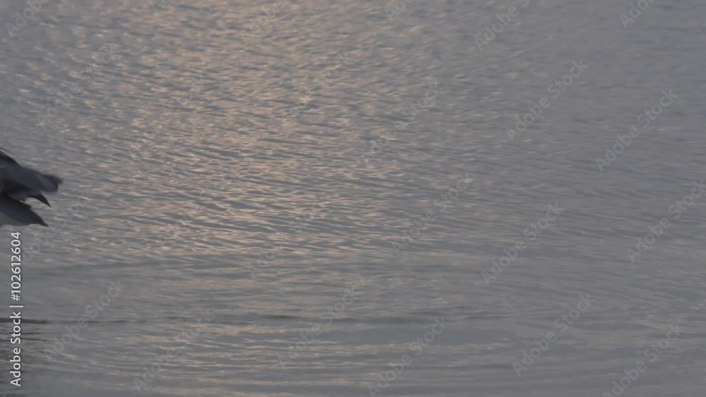 Egret drops fish gets chased away by great blue heron Egret drops fish gets chased away by great blue heron