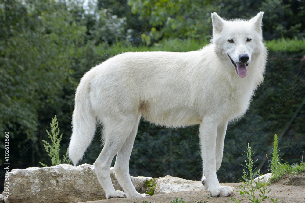 Obraz premium Loup d'arctique