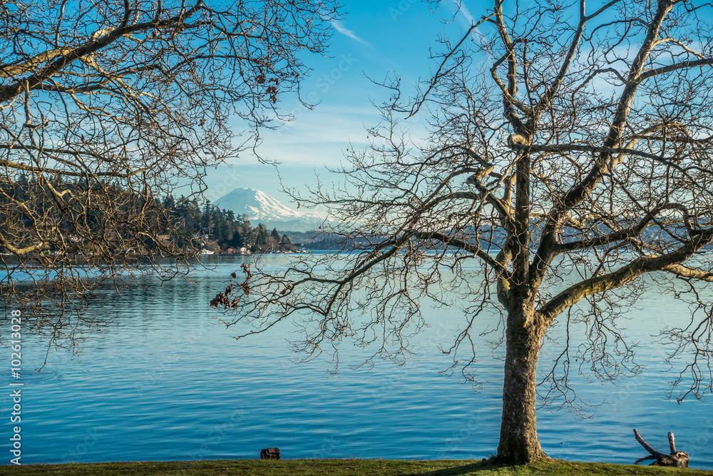 Obraz premium Trees, Lake And Rainier 2
