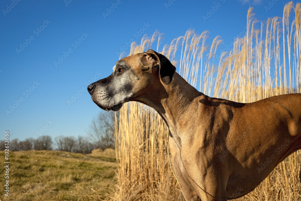 Beautiful, strong, fawn colored great Dane standing in field with stack of tall ornamental grass looking left Beautiful, strong, fawn colored great Dane standing in field with stack of tall ornamental grass looking left