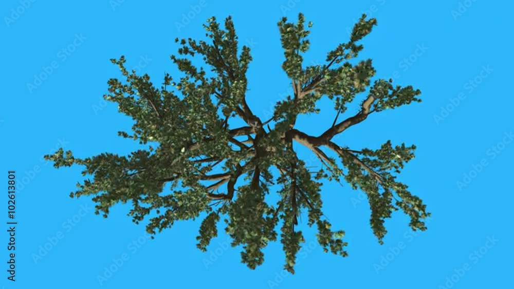 Cedar of Lebanon Crown Top Down Tree is Swaying Windy Day Green Tree ...