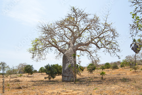 Baobab Tree photo