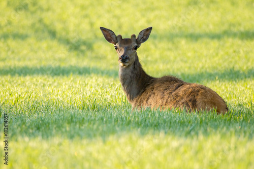 Young deer in rye