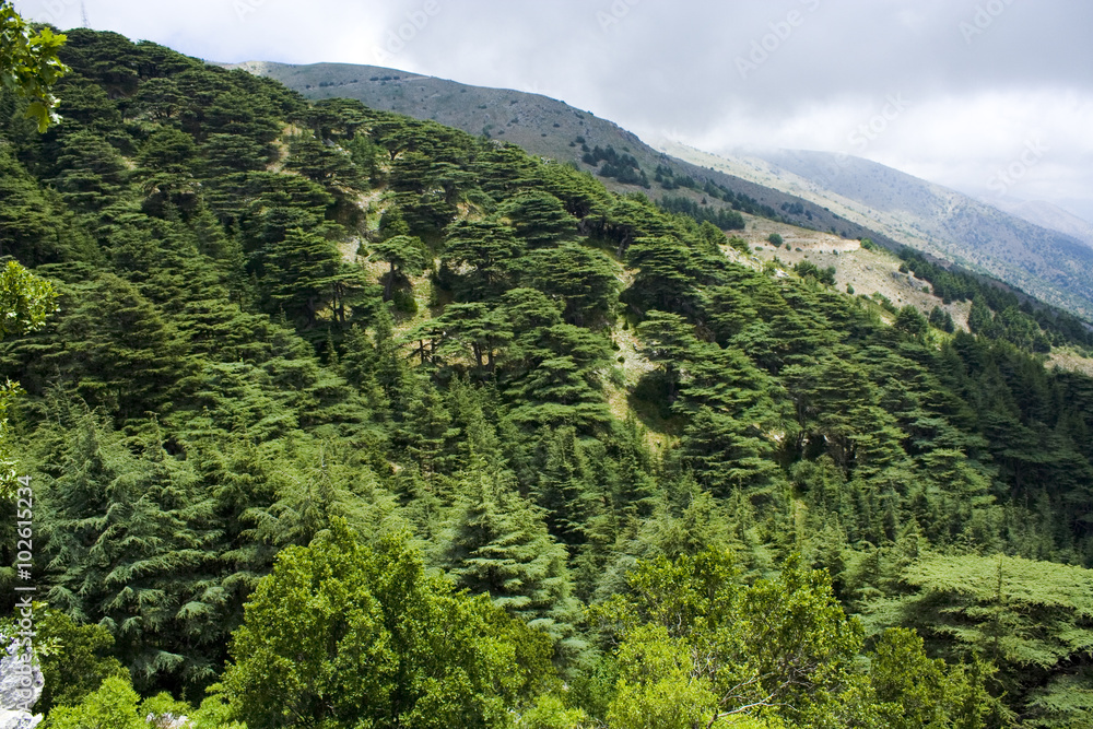 The mountains of Lebanon were once shaded by thick cedar forests and tree is symbol of the country. After centuries of persistent deforestation, extent of these forests has been markedly reduced


