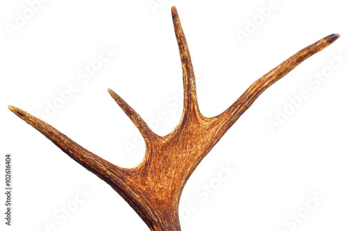 Deer Antlers isolated on white background