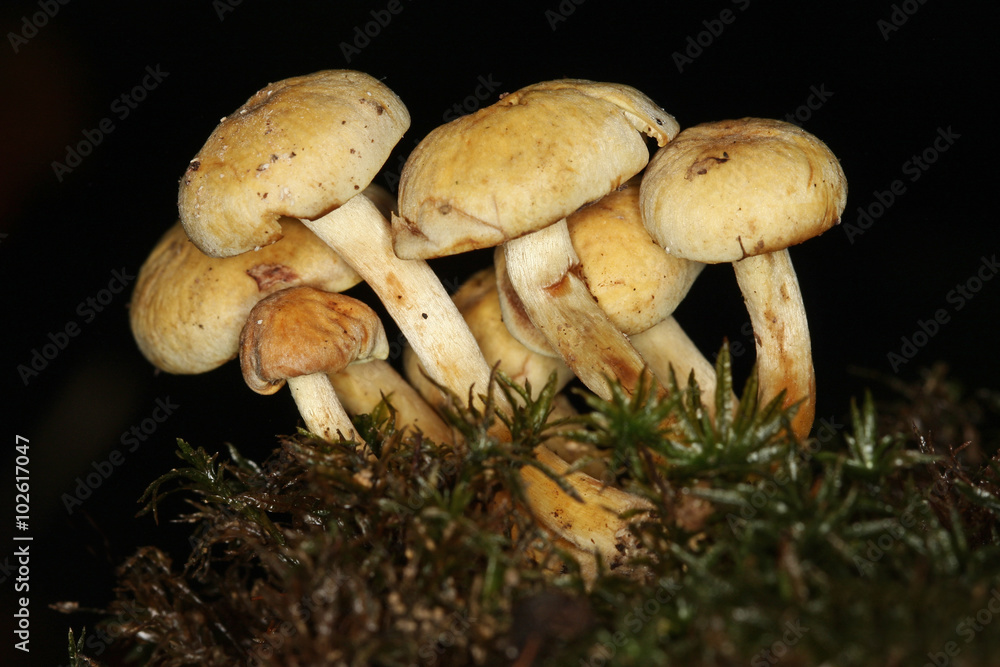 Poisonous Clustered woodlover mushrooms Poisonous Clustered woodlover mushrooms