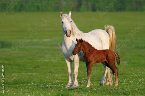 Two horses, brown foal and white mother