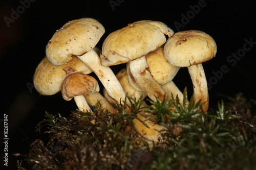 Poisonous Clustered woodlover mushrooms