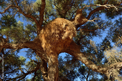 Big nest. Namibia photo