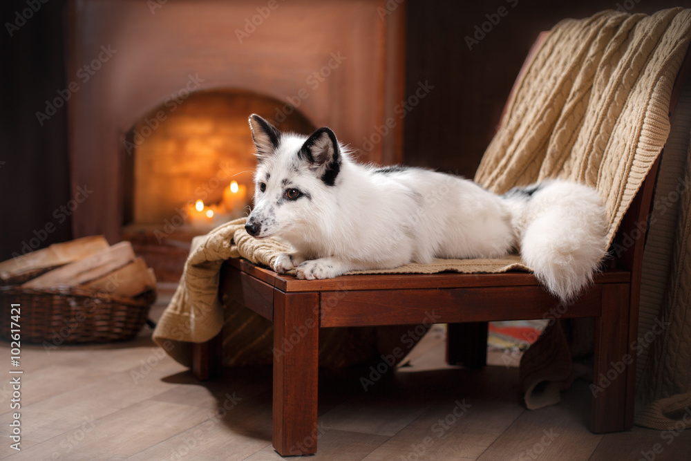 Fototapeta premium Arctic fox, Vulpes lagopus