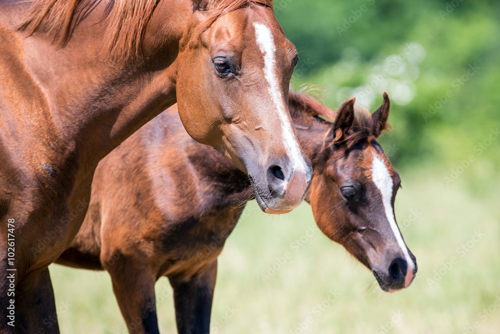 Fototapeta premium Arabian mare and foal closeup