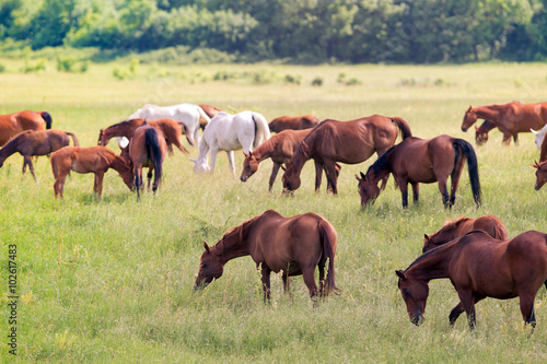 Herd of horses with foals in field