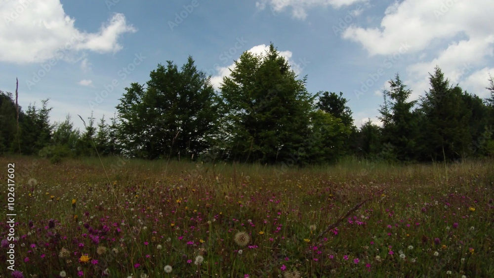 Rapidly blossoming field in the mountains of swinging in the wind Rapidly blossoming field in the mountains of swinging in the wind