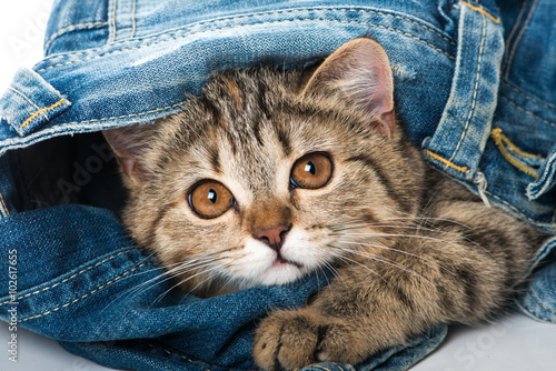 Fototapeta Naklejka Na Ścianę i Meble -  Kätzchen in Jeans