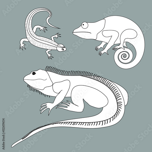 Illustration of lizard  chameleon  iguana in black and white col