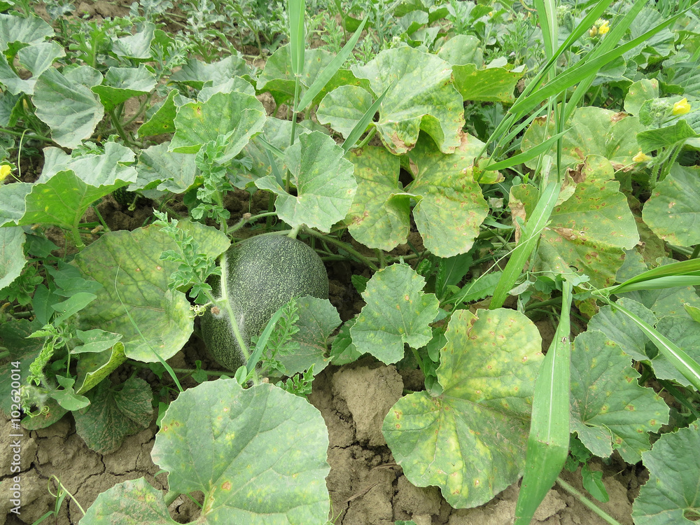 The growing melon in the field The growing melon in the field
