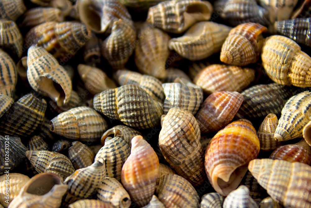 A lot of seashells