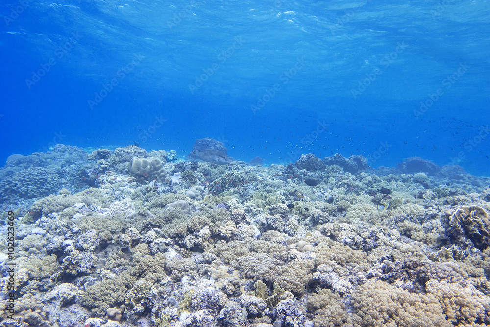Obraz premium coral reef in tropical sea on a background of blue water, underwater