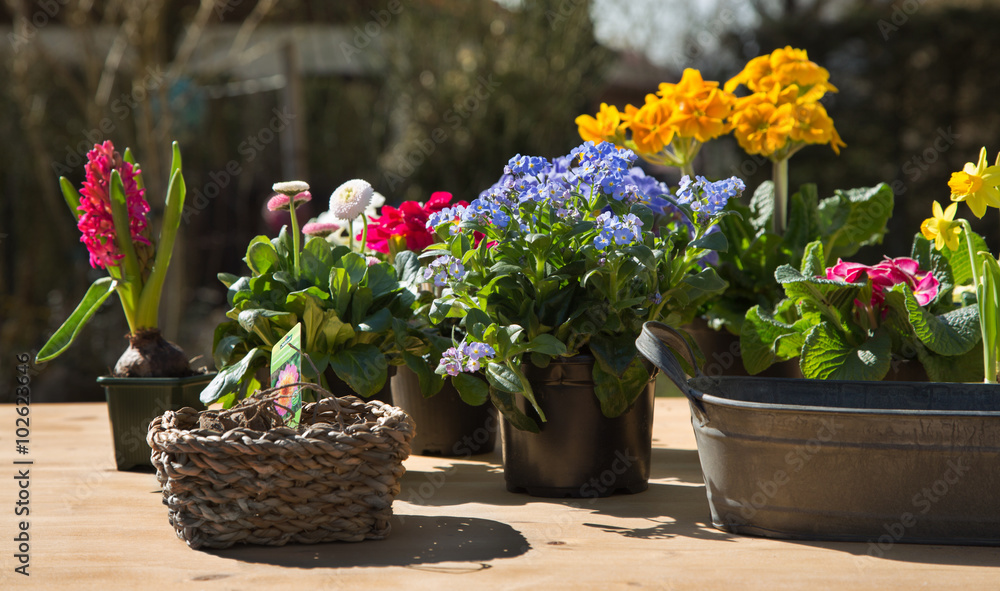 Frühling im Garten mit einjährigen Blumen Frühling im Garten mit einjährigen Blumen