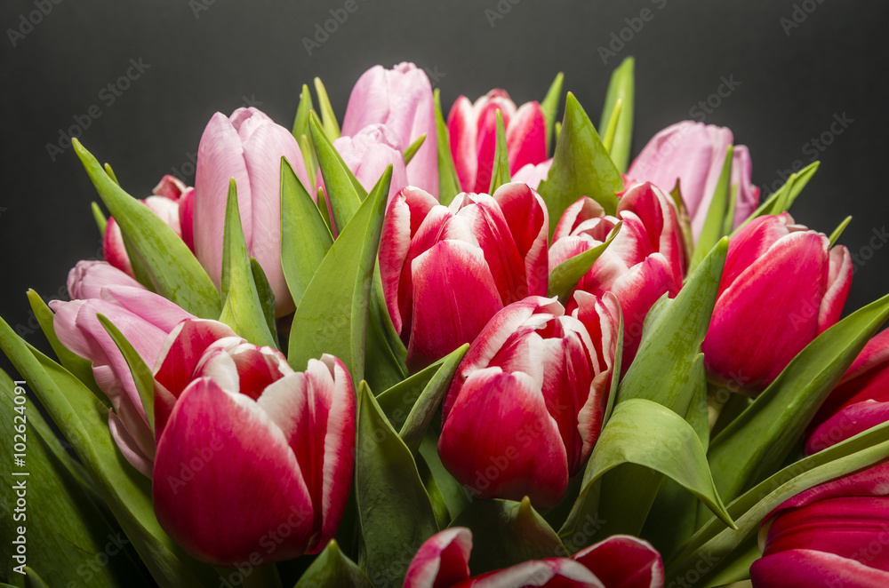 tulips tulips