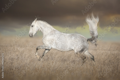 Gray Lusitanian horse