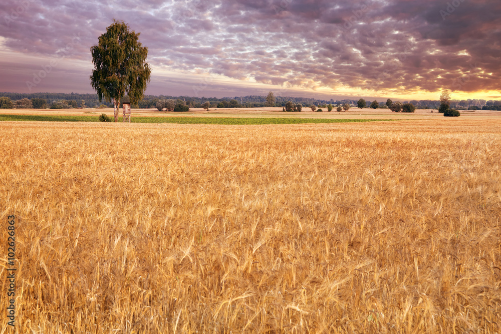 Fototapeta premium Birch-tree on the wheat field. Masuria, Poland.